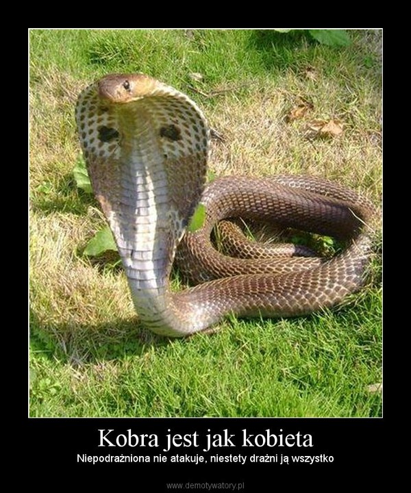 Kobra jest jak kobieta