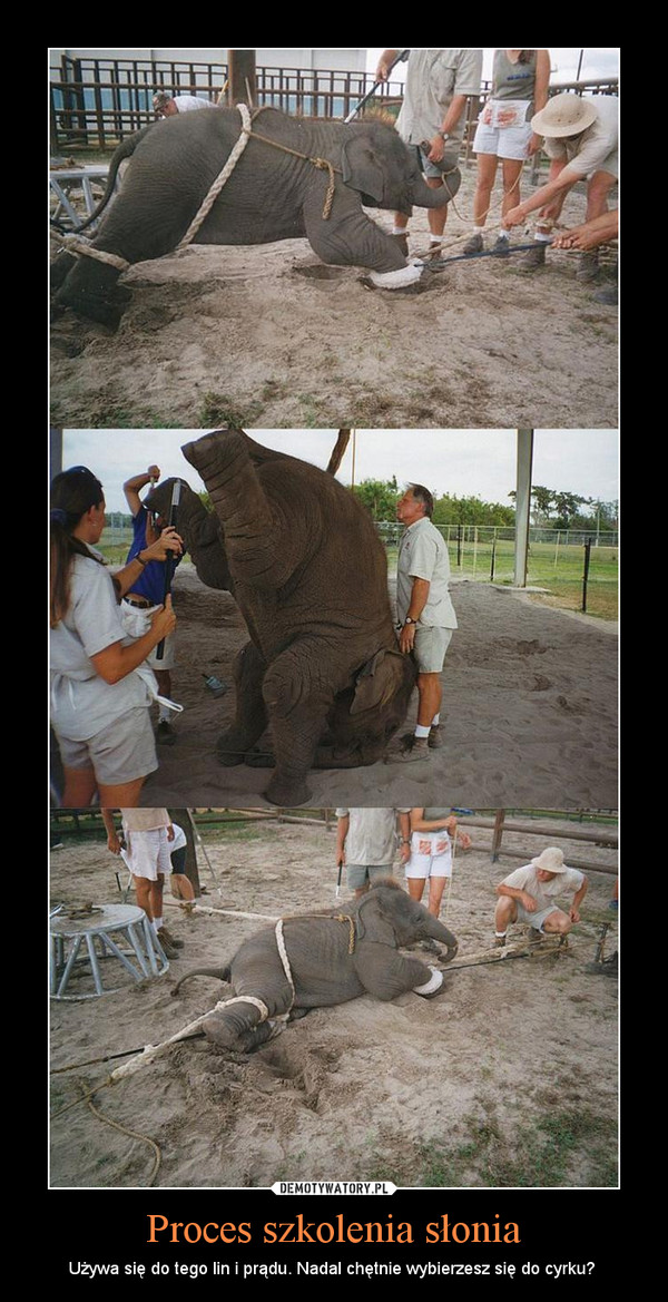 Proces szkolenia słonia – Używa się do tego lin i prądu. Nadal chętnie wybierzesz się do cyrku?  