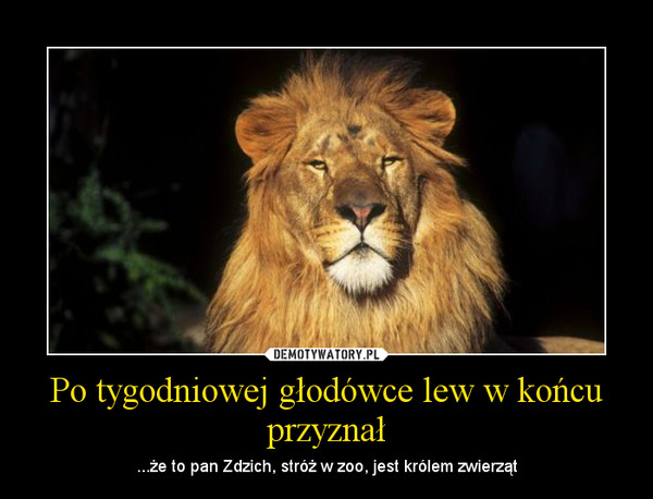 Po tygodniowej głodówce lew w końcu przyznał – ...że to pan Zdzich, stróż w zoo, jest królem zwierząt 