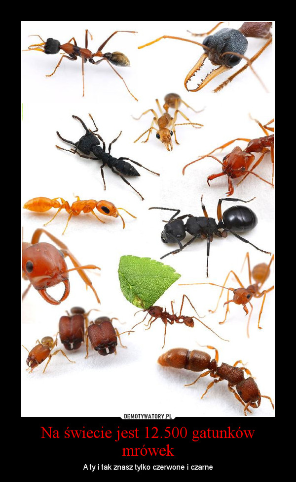 Na świecie jest 12.500 gatunków mrówek – A ty i tak znasz tylko czerwone i czarne 