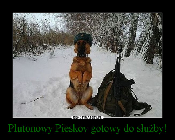 Plutonowy Pieskov gotowy do służby! –  