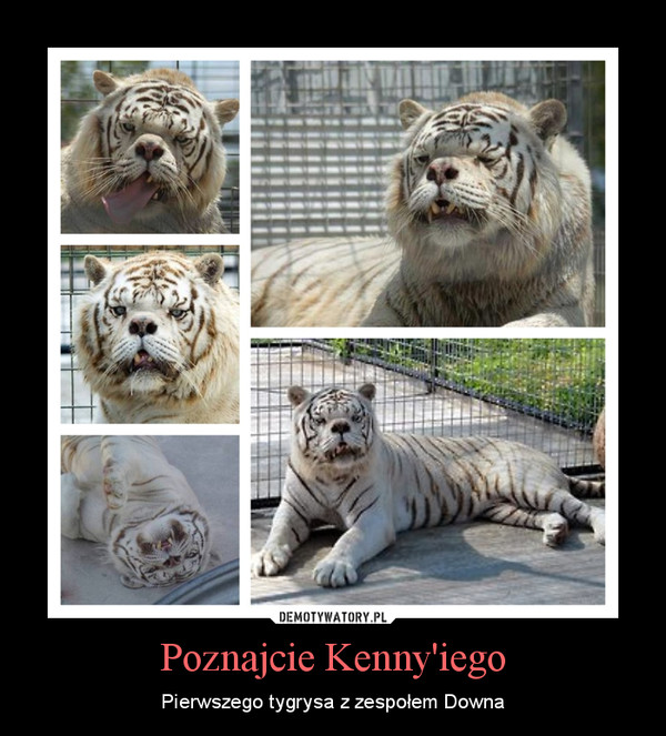 Poznajcie Kenny'iego – Pierwszego tygrysa z zespołem Downa 