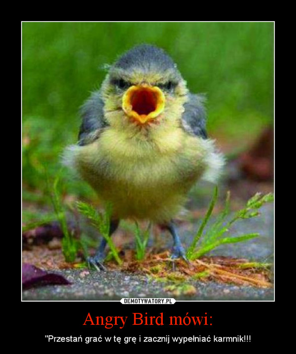 Angry Bird mówi: – "Przestań grać w tę grę i zacznij wypełniać karmnik!!! 