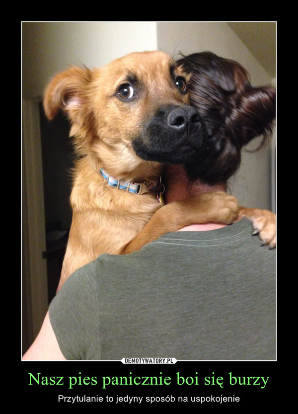 Nasz pies panicznie boi się burzy – Przytulanie to jedyny sposób na uspokojenie 