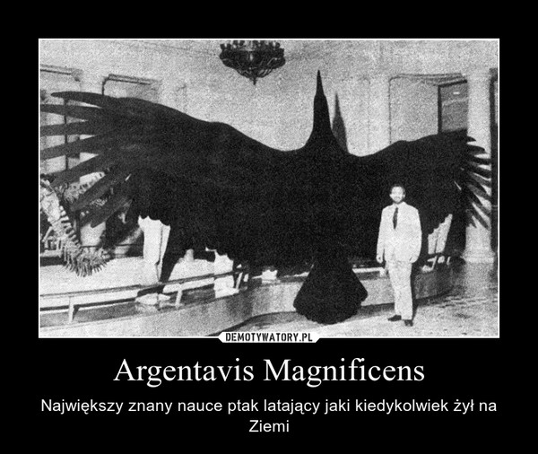 Argentavis Magnificens – Największy znany nauce ptak latający jaki kiedykolwiek żył na Ziemi 