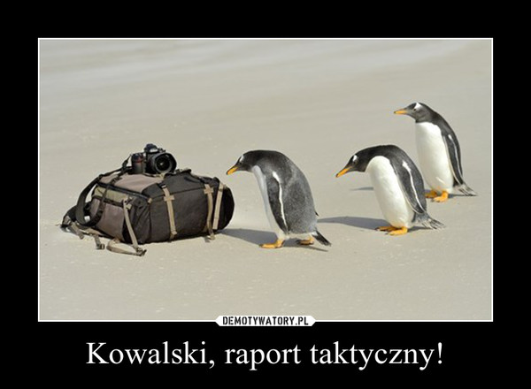 Kowalski, raport taktyczny! –  
