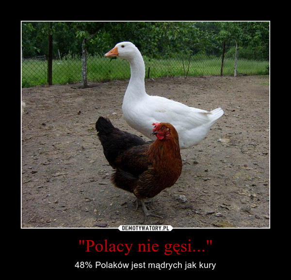 "Polacy nie gęsi..." – 48% Polaków jest mądrych jak kury 