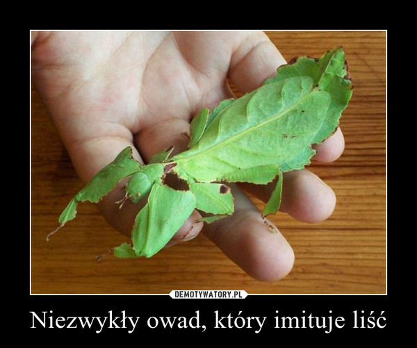 Niezwykły owad, który imituje liść –  