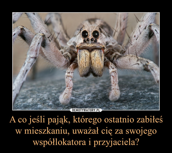 A co jeśli pająk, którego ostatnio zabiłeś w mieszkaniu, uważał cię za swojego współlokatora i przyjaciela? –  