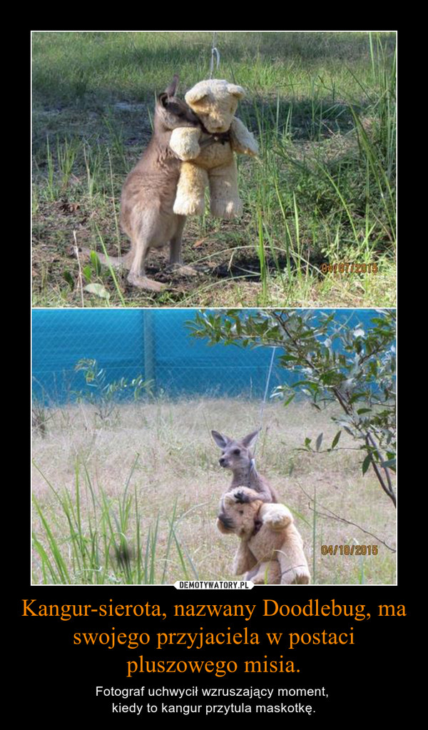 Kangur-sierota, nazwany Doodlebug, ma swojego przyjaciela w postaci pluszowego misia. – Fotograf uchwycił wzruszający moment, kiedy to kangur przytula maskotkę. 