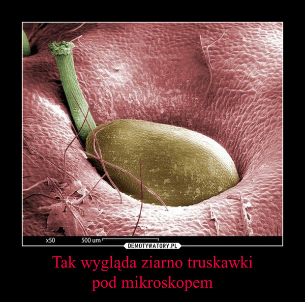Tak wygląda ziarno truskawki
pod mikroskopem
