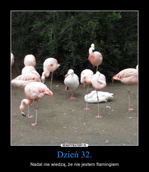 Dzień 32. – Nadal nie wiedzą, że nie jestem flamingiem 