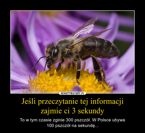Jeśli przeczytanie tej informacjizajmie ci 3 sekundy – To w tym czasie zginie 300 pszczół. W Polsce ubywa100 pszczół na sekundę... 