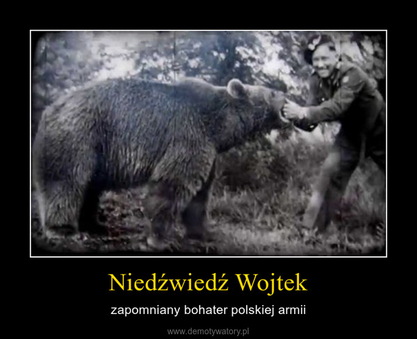 Niedźwiedź Wojtek – zapomniany bohater polskiej armii 