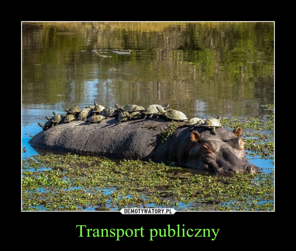 Transport publiczny –  