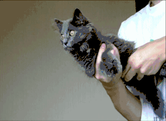 Kot z wbudowanym stabilizatorem obrazu –  