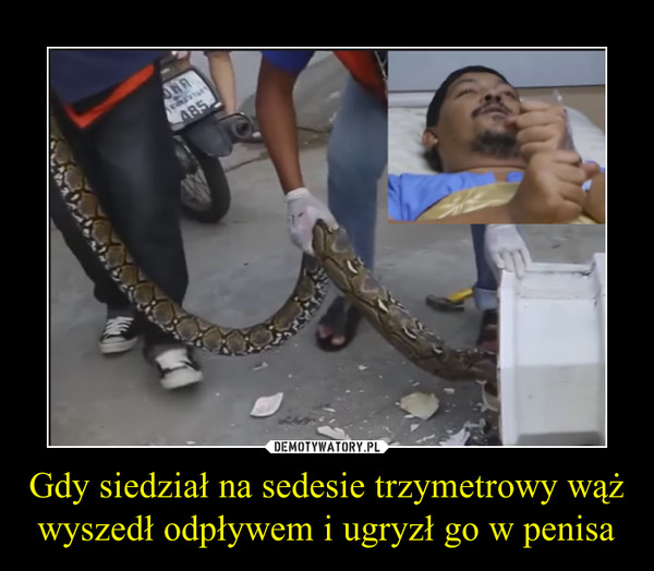 Gdy siedział na sedesie trzymetrowy wąż wyszedł odpływem i ugryzł go w penisa –  