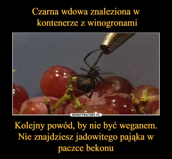 Czarna wdowa znaleziona w
 kontenerze z winogronami Kolejny powód, by nie być weganem. Nie znajdziesz jadowitego pająka w paczce bekonu