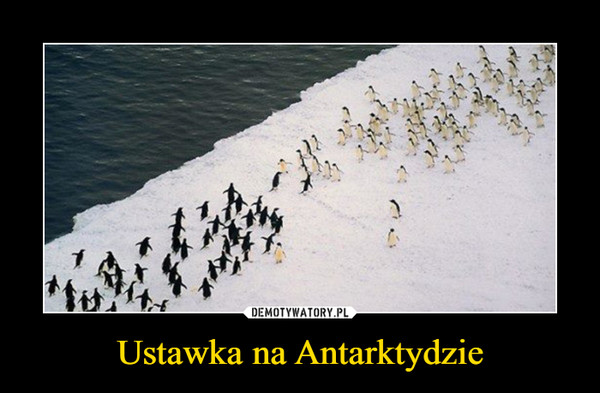 Ustawka na Antarktydzie –  