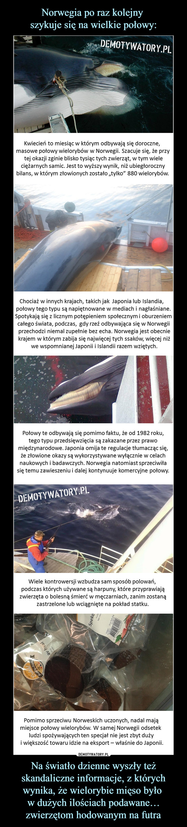 Na światło dzienne wyszły też skandaliczne informacje, z których wynika, że wielorybie mięso było w dużych ilościach podawane… zwierzętom hodowanym na futra –  Kwiecień to miesiąc w którym odbywają się doroczne, masowe połowy wielorybów w Norwegii. Szacuje się, że przy tej okazji zginie blisko tysiąc tych zwierząt, w tym wiele ciężarnych samic. Jest to wyższy wynik, niż ubiegłoroczny bilans, w którym złowionych zostało „tylko” 880 wielorybów.Chociaż w innych krajach, takich jak w Japonia lub Islandia, połowy tego typu są napiętnowane w mediach i nagłaśniane.Spotykają się z licznym potępieniem społecznym i oburzeniemcałego świata, podczas,  gdy rzeź odbywająca się w Norwegii przechodzi niemal zupełnie bez echa. Norwegia jest obecnie krajem w którym zabija się najwięcej tych ssaków, więcej niż we wspomnianej Japonii i Islandii razem wziętychPołowy te odbywają się pomimo faktu, że od 1982 roku,tego typu przedsięwzięcia są zakazane przez prawomiędzynarodowe. Japonia omija te regulacje tłumacząc się,że złowione okazy są wykorzystywane wyłącznie w celachnaukowych i badawczych. Norwegia natomiast sprzeciwiłasię temu zawieszeniu i dalej kontynuuje komercyjne połowy.Wiele kontrowersji wzbudza sam sposób polowań, podczas których używane są harpuny, które przyprawiajązwierzęta o bolesną śmierć w męczarniach, zanim zostanązastrzelone lub wciągnięte na pokład statku.Pomimo sprzeciwu Norweskich uczonych, nadal mająmiejsce połowy wielorybów. W samej Norwegii odsetek ludzi spożywających ten specjał nie jest zbyt duży i większość towaru idzie na eksport – właśnie do Japonii.