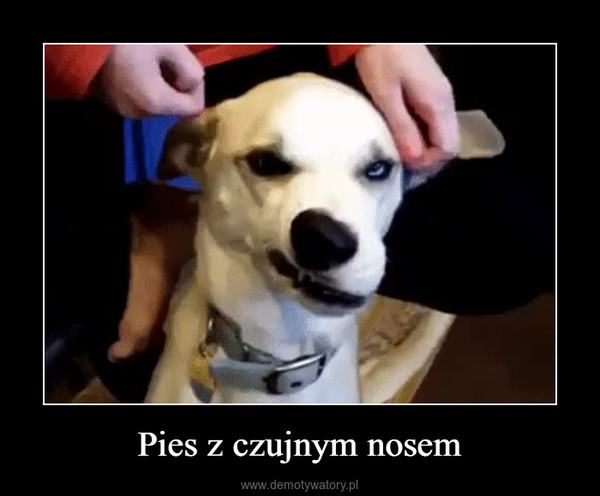 Pies z czujnym nosem –  