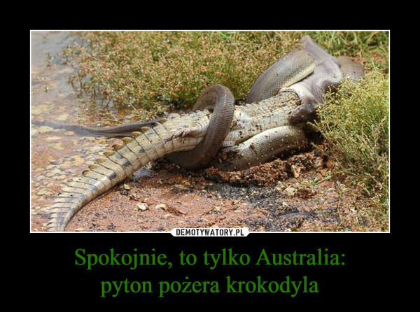 Spokojnie, to tylko Australia:
pyton pożera krokodyla