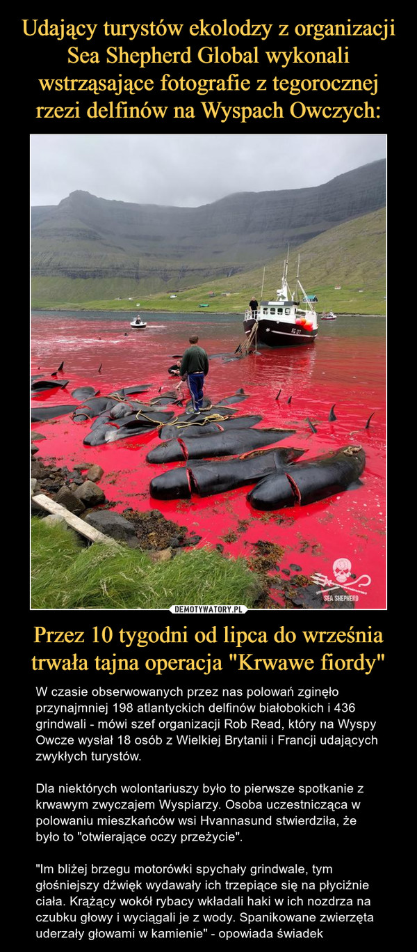 Udający turystów ekolodzy z organizacji Sea Shepherd Global wykonali wstrząsające fotografie z tegorocznej rzezi delfinów na Wyspach Owczych: Przez 10 tygodni od lipca do września trwała tajna operacja "Krwawe fiordy"