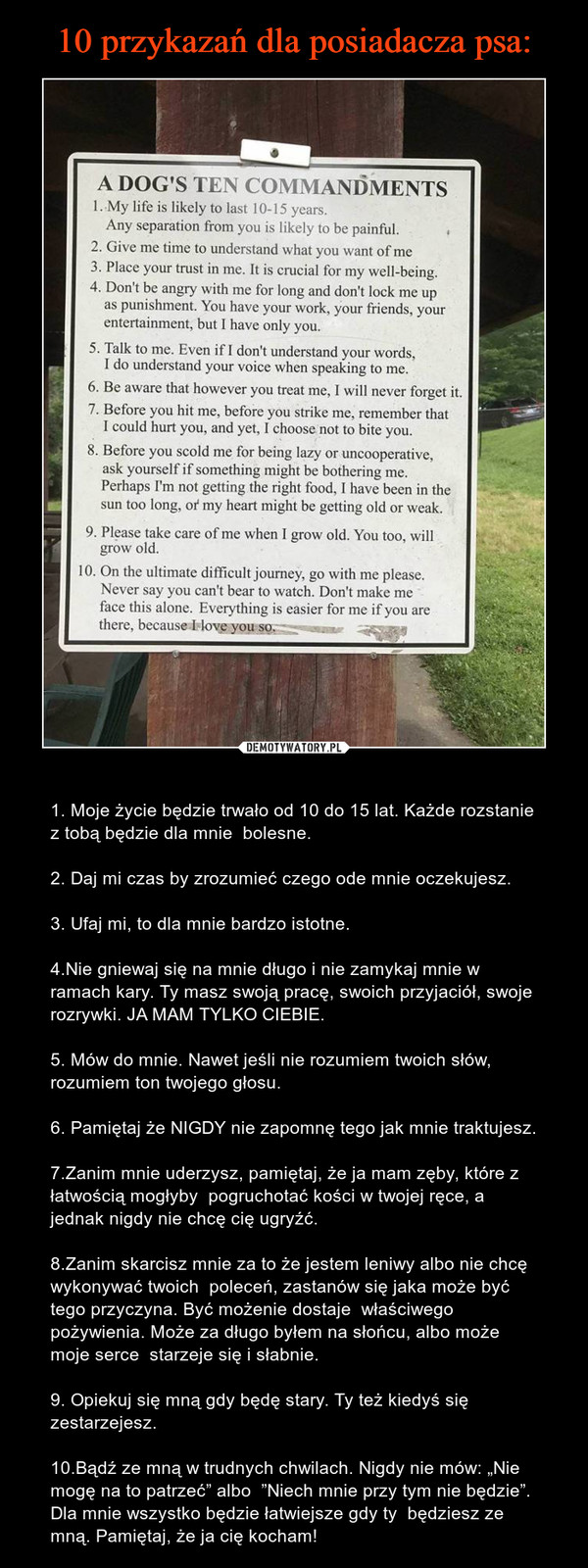  – 1. Moje życie będzie trwało od 10 do 15 lat. Każde rozstanie z tobą będzie dla mnie  bolesne.2. Daj mi czas by zrozumieć czego ode mnie oczekujesz.3. Ufaj mi, to dla mnie bardzo istotne.4.Nie gniewaj się na mnie długo i nie zamykaj mnie w ramach kary. Ty masz swoją pracę, swoich przyjaciół, swoje rozrywki. JA MAM TYLKO CIEBIE.5. Mów do mnie. Nawet jeśli nie rozumiem twoich słów, rozumiem ton twojego głosu.6. Pamiętaj że NIGDY nie zapomnę tego jak mnie traktujesz.7.Zanim mnie uderzysz, pamiętaj, że ja mam zęby, które z łatwością mogłyby  pogruchotać kości w twojej ręce, a jednak nigdy nie chcę cię ugryźć.8.Zanim skarcisz mnie za to że jestem leniwy albo nie chcę wykonywać twoich  poleceń, zastanów się jaka może być tego przyczyna. Być możenie dostaje  właściwego pożywienia. Może za długo byłem na słońcu, albo może moje serce  starzeje się i słabnie.9. Opiekuj się mną gdy będę stary. Ty też kiedyś się zestarzejesz.10.Bądź ze mną w trudnych chwilach. Nigdy nie mów: „Nie mogę na to patrzeć” albo  ”Niech mnie przy tym nie będzie”. Dla mnie wszystko będzie łatwiejsze gdy ty  będziesz ze mną. Pamiętaj, że ja cię kocham! A DOG'S TEN COMMANDMENTS1.	My life is likely to last 10-15 years.Any separation from you is likely to be painful.	i2.	Give me time to understand what you want of me3.	Place your trust in me. It is crucial for my well-being.4.	Don't be angry with me for long and don't lock me up as punishment. You have your work, your friends, your entertainment, but I have only you.5.	Talk to me. Even if I don't understand your words,I do understand your voice when speaking to me.6.	Be aware that however you treat me, I will never forget it7.	Before you hit me, before you strike me, remember that I could hurt you, and yet, I choose not to bite you.8.	Before you scold me for being lazy or uncooperative, ask yourself if something might be bothering me.Perhaps I'm not getting the right food, I have been in the sun too long, oi" my heart might be getting old or weak.9.	Please take care of me when I grow old. You too, will grow old.10. On the ultimate difficult joumey, go with mc please. Never say you can't bear to watch. Don't make me face this alone. Everything is easier for me if you are there, because I love you	-u