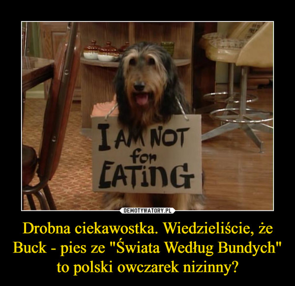 Drobna ciekawostka. Wiedzieliście, że Buck - pies ze "Świata Według Bundych" to polski owczarek nizinny?