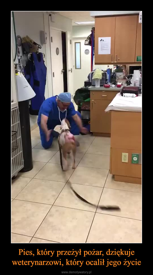 Pies, który przeżył pożar, dziękuje weterynarzowi, który ocalił jego życie –  