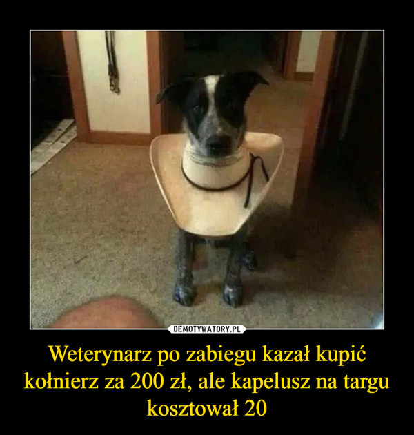 Weterynarz po zabiegu kazał kupić kołnierz za 200 zł, ale kapelusz na targu kosztował 20 –  