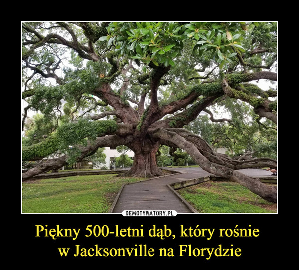 Piękny 500-letni dąb, który rośnie w Jacksonville na Florydzie –  