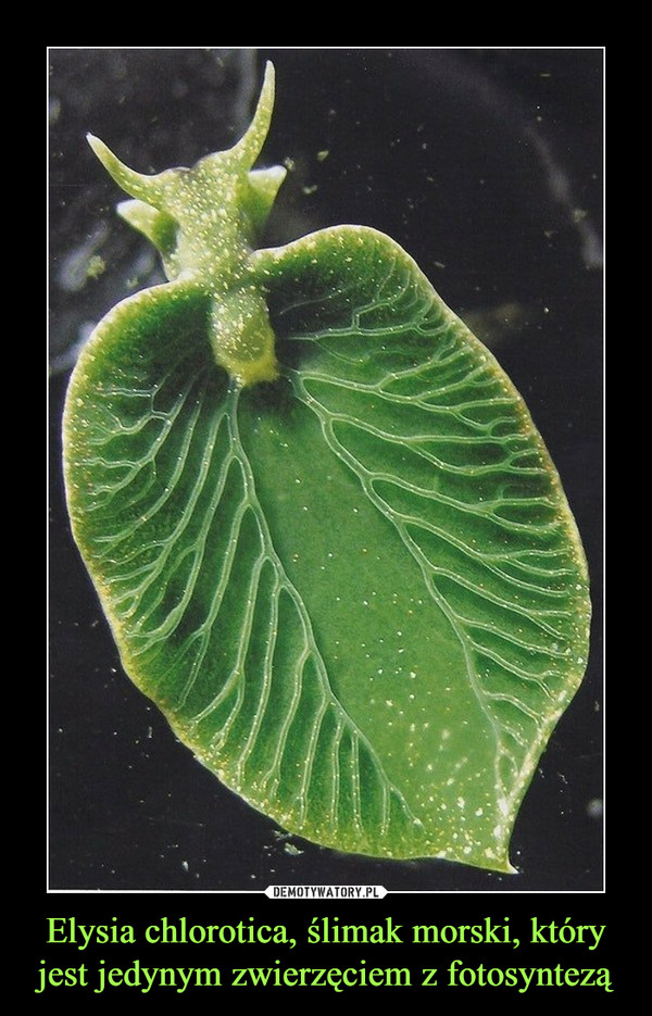 Elysia chlorotica, ślimak morski, który jest jedynym zwierzęciem z fotosyntezą