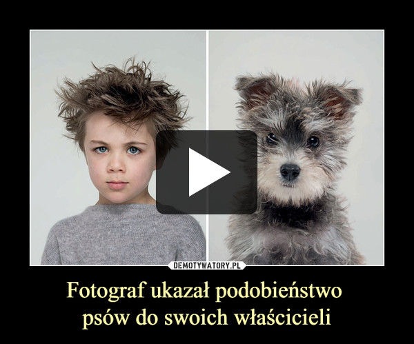 Fotograf ukazał podobieństwo psów do swoich właścicieli –  