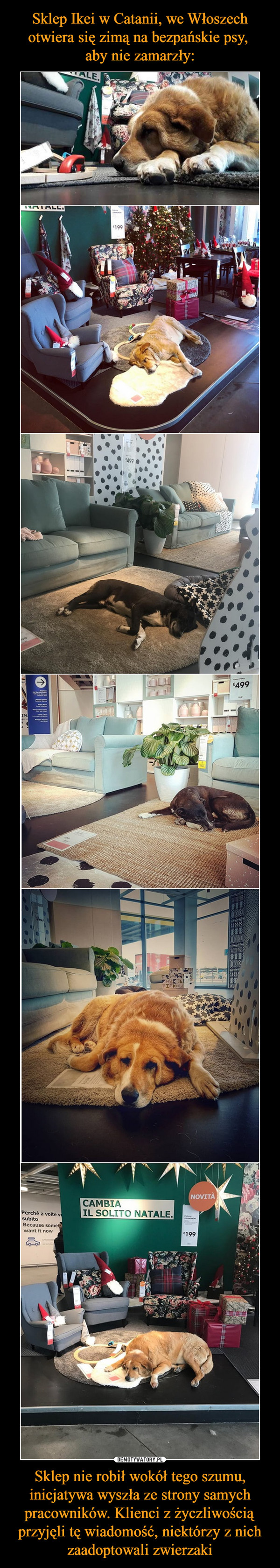 Sklep Ikei w Catanii, we Włoszech otwiera się zimą na bezpańskie psy, 
aby nie zamarzły: Sklep nie robił wokół tego szumu, inicjatywa wyszła ze strony samych pracowników. Klienci z życzliwością przyjęli tę wiadomość, niektórzy z nich zaadoptowali zwierzaki