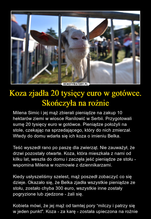 Koza zjadła 20 tysięcy euro w gotówce. Skończyła na rożnie