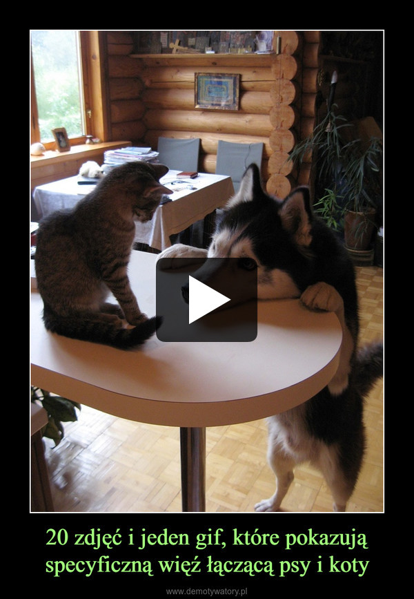 20 zdjęć i jeden gif, które pokazują specyficzną więź łączącą psy i koty –  