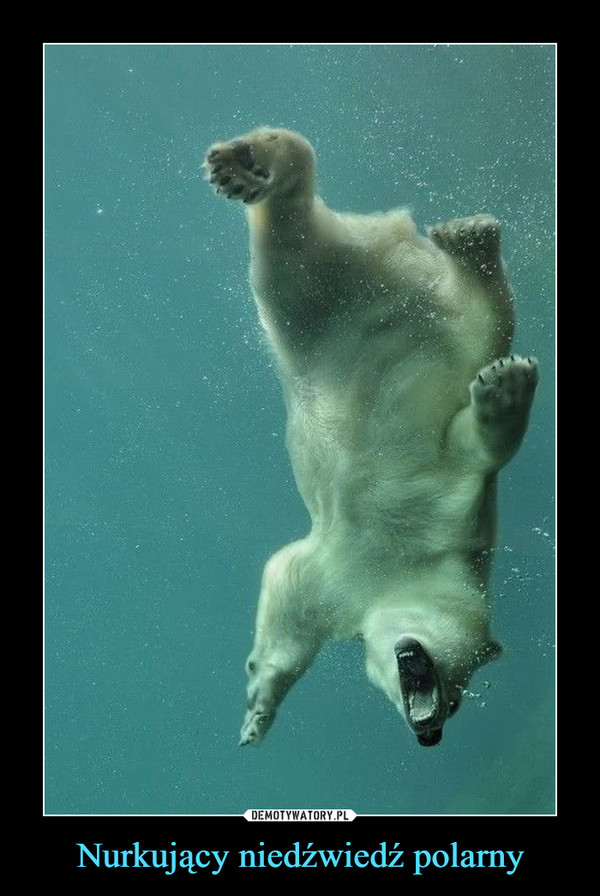 Nurkujący niedźwiedź polarny –  
