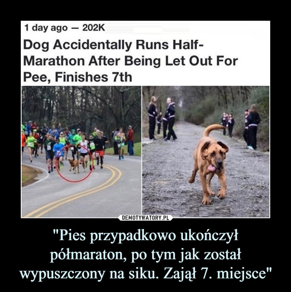 "Pies przypadkowo ukończył półmaraton, po tym jak został wypuszczony na siku. Zajął 7. miejsce" –  