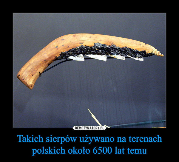 Takich sierpów używano na terenach polskich około 6500 lat temu –  