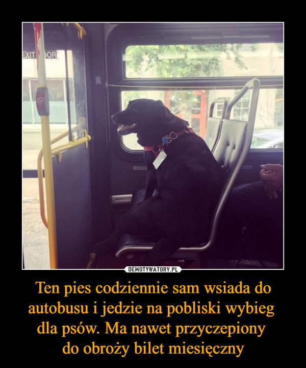 Ten pies codziennie sam wsiada do autobusu i jedzie na pobliski wybieg 
dla psów. Ma nawet przyczepiony 
do obroży bilet miesięczny