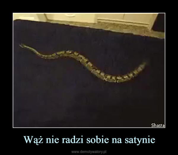 Wąż nie radzi sobie na satynie –  