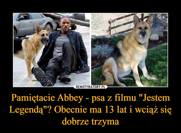 Pamiętacie Abbey - psa z filmu "Jestem Legendą"? Obecnie ma 13 lat i wciąż się dobrze trzyma –  