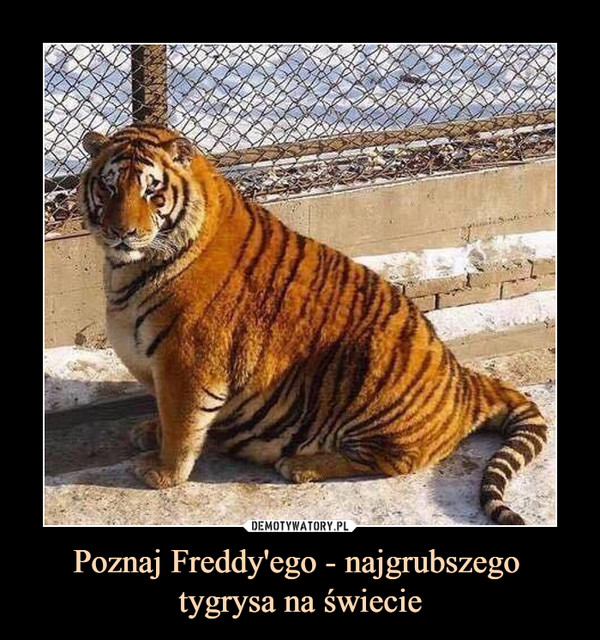 Poznaj Freddy'ego - najgrubszego tygrysa na świecie –  