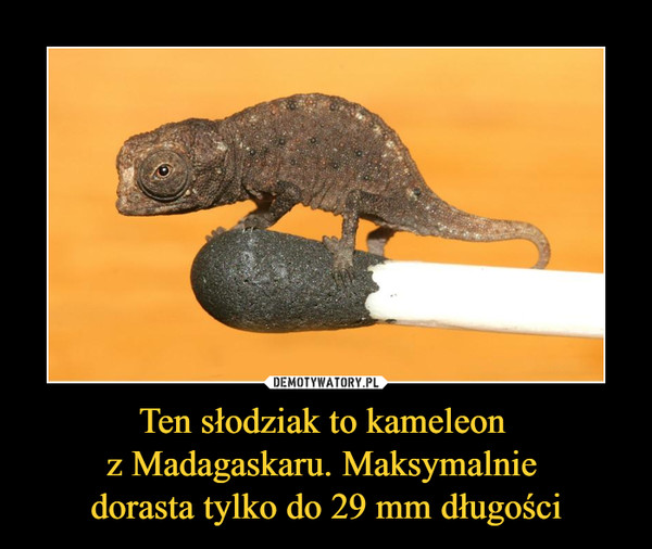 Ten słodziak to kameleon z Madagaskaru. Maksymalnie dorasta tylko do 29 mm długości –  