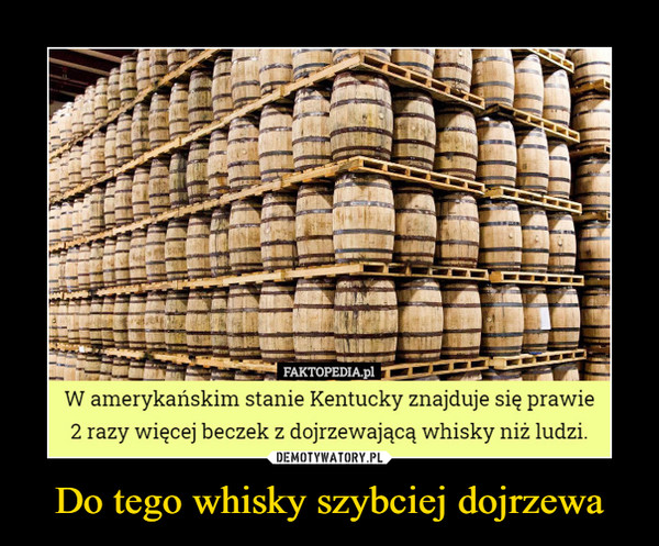 Do tego whisky szybciej dojrzewa –  W amerykańskim stanie Kentucky znajduje się prawie 2 razy więcej beczek z dojrzewającą whisky niż ludzi