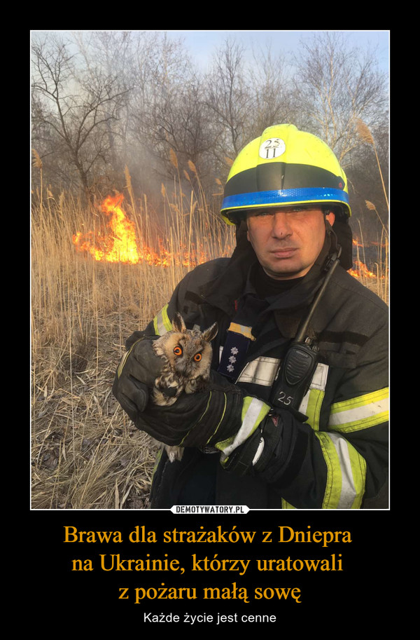 Brawa dla strażaków z Dniepra na Ukrainie, którzy uratowali z pożaru małą sowę – Każde życie jest cenne 