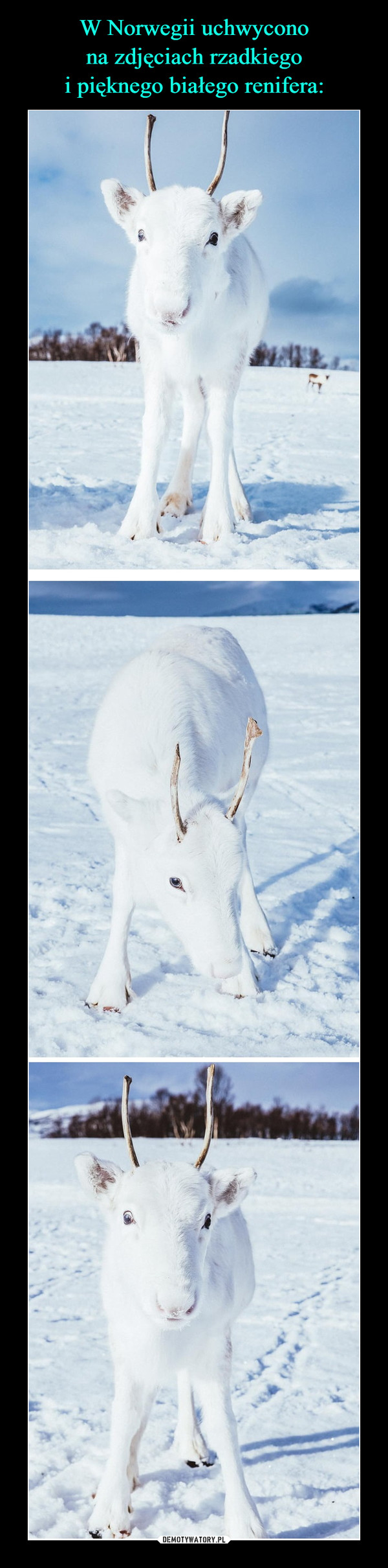 W Norwegii uchwycono
na zdjęciach rzadkiego
i pięknego białego renifera: