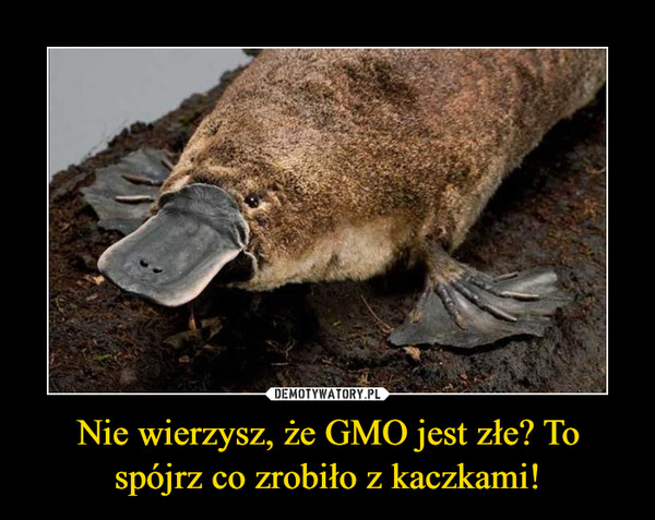 Nie wierzysz, że GMO jest złe? To spójrz co zrobiło z kaczkami!