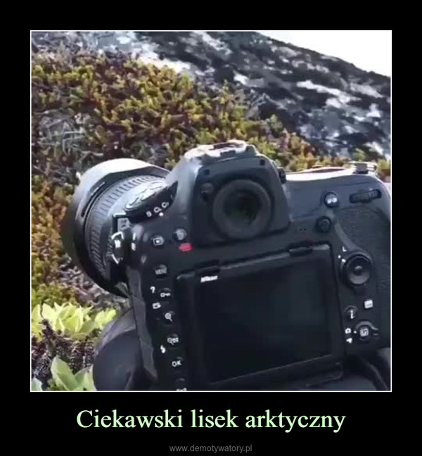 Ciekawski lisek arktyczny –  